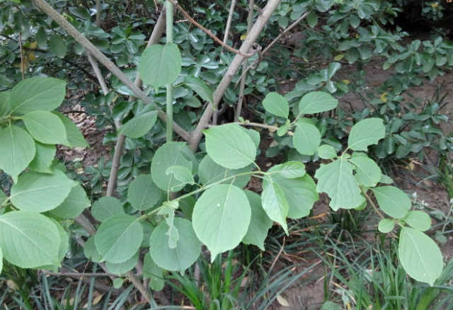 吊干麻的附方應(yīng)用