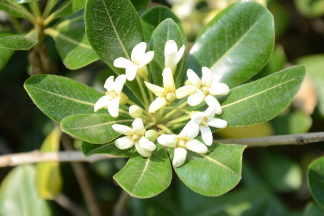 吊燈籠的植物形態(tài)