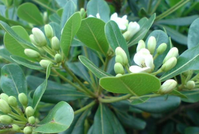 吊燈籠的功效與作用