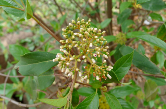 吊白葉的功效與作用