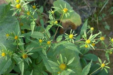 狼把草有哪些功效作用？