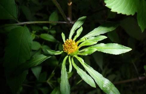 狼把草的入藥部位！