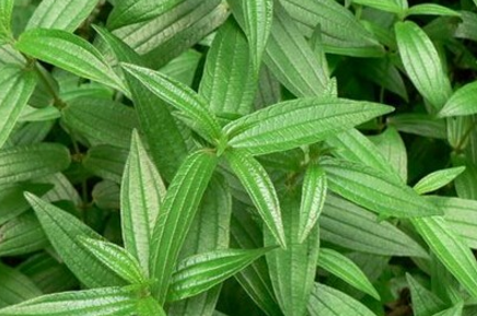 糯米藤的功效與作用