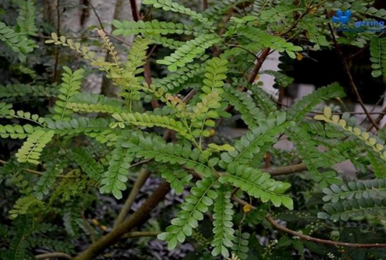 紫油木葉的功效與作用