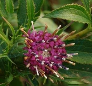 中藥方劑阿膠白術(shù)散的配