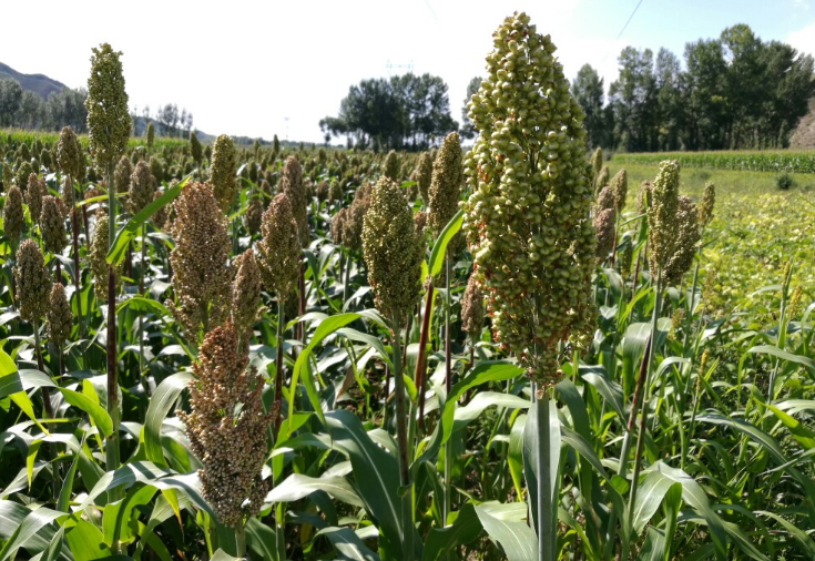 野高粱的植物形態(tài)