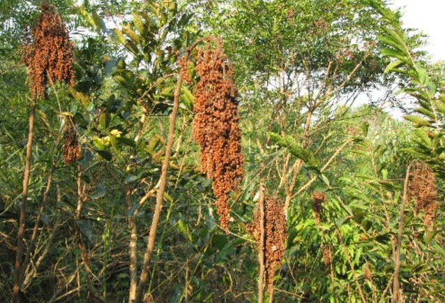 野高粱的功效與作用