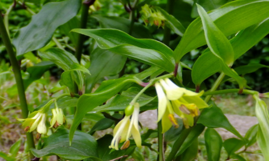 竹葉參的圖片介紹