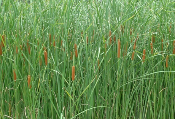 蒲草根的功效與作用