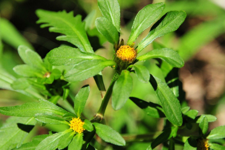 狼把草的藥材性狀