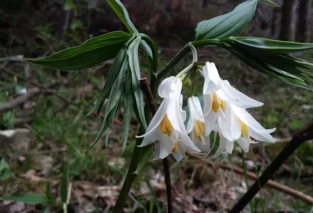 竹葉參的食用功效