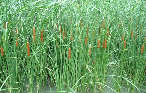 蒲草根的功效作用？