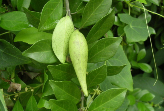 武靴藤治療糖尿病的原理