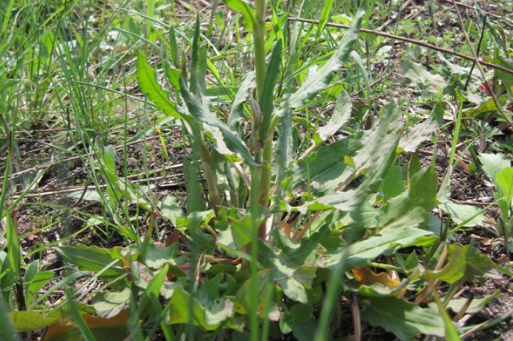 野高粱的圖片欣賞