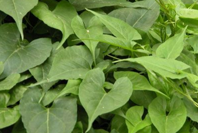 地精草的藥材來源