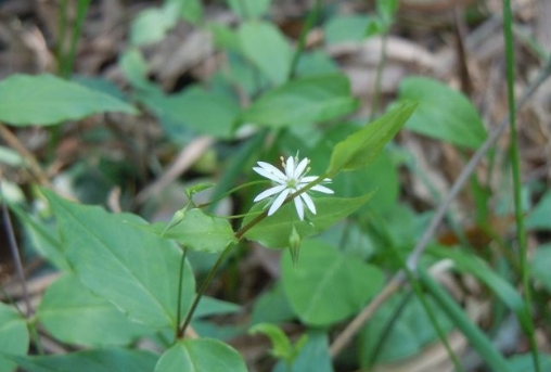 地精草的應(yīng)用