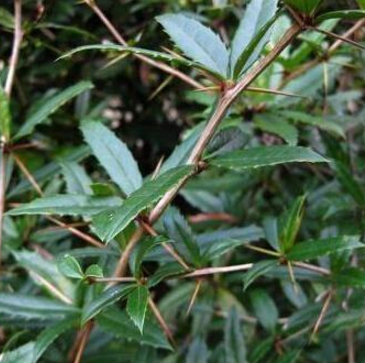 中藥三顆針的圖片別名及