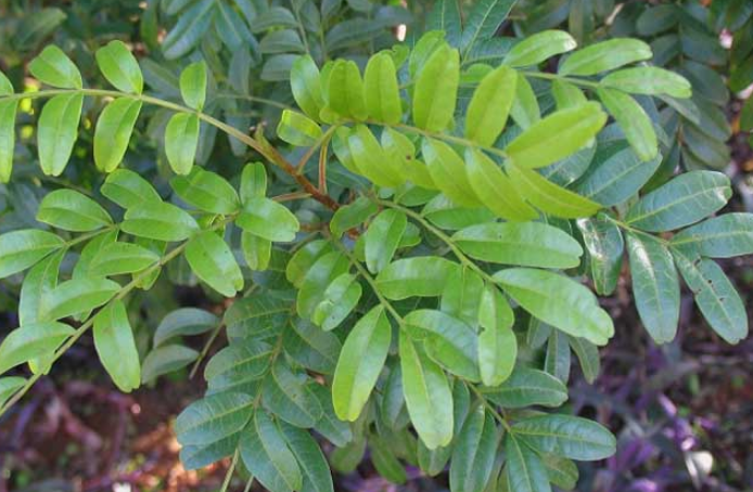 紫油木葉的功效與作用