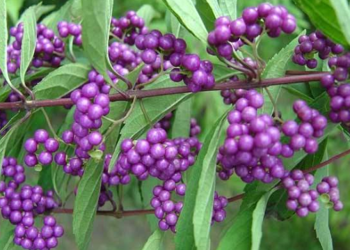 紫珠葉的圖片