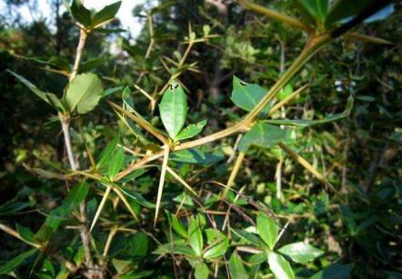 三顆針的功效作用及復(fù)方應(yīng)用！