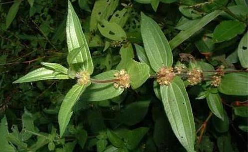 糯米藤形態(tài)特征！