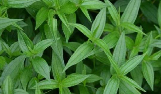 中藥糯米藤！