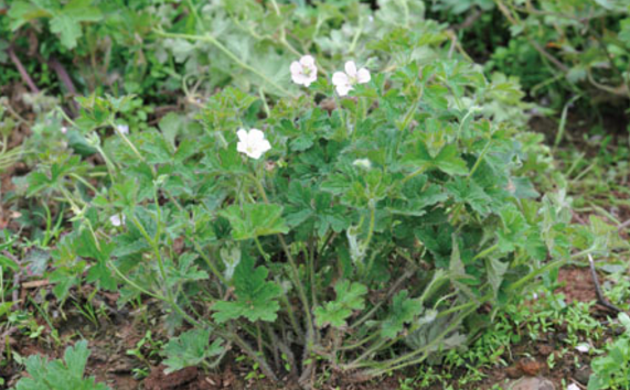 赤地榆的藥材性狀