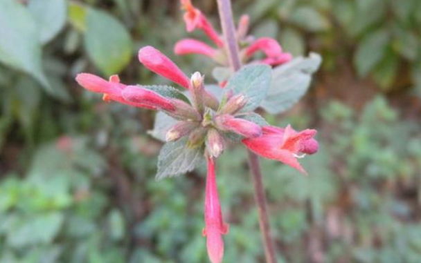 地膏藥的功效與作用