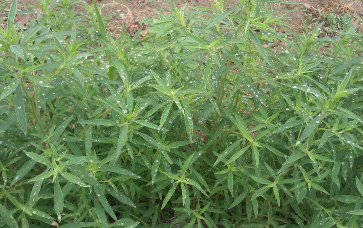 中藥地膚苗的圖片形態(tài)