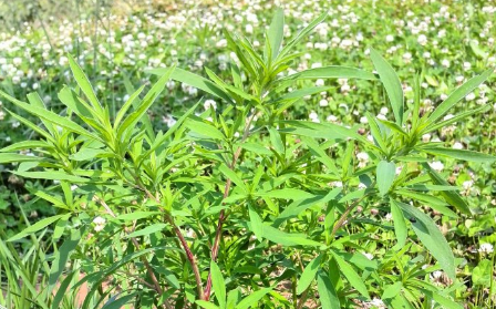 地膚苗的性狀鑒別