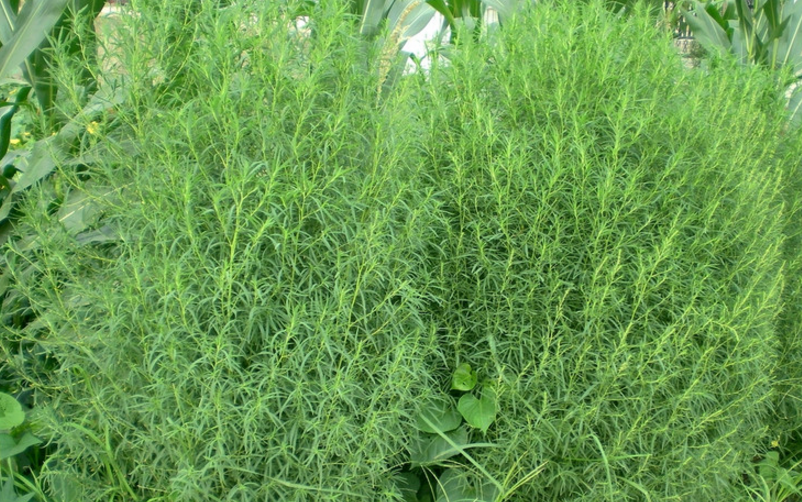 地膚苗的附方應(yīng)用