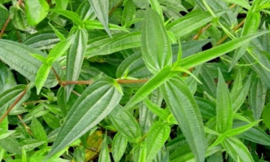 糯米藤圖片鑒賞