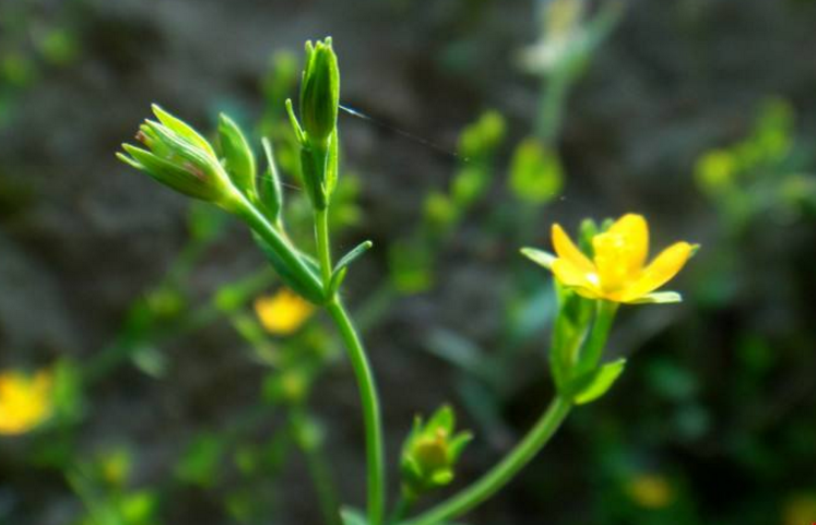 地耳草的功效與作用