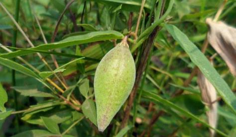 中藥地稍瓜減肥瘦身！