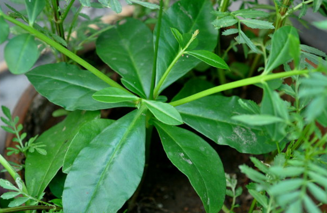 孕婦能吃土人參葉嗎