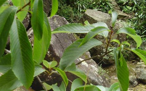 中藥比羅子！