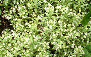 中藥崖松的功能主治及其植物形態(tài)！