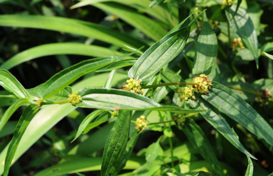 糯米藤的食用價(jià)值