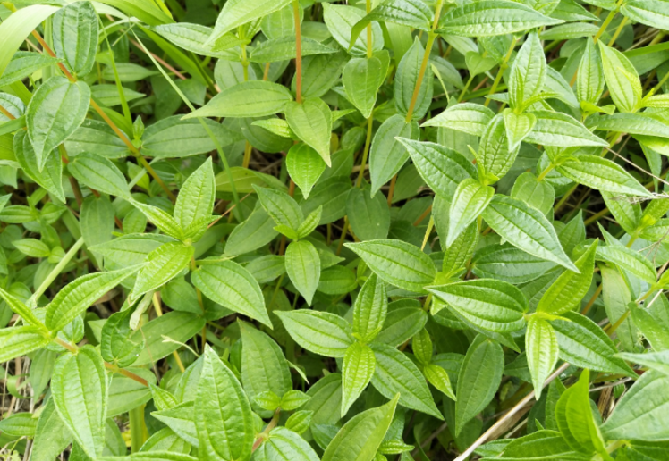 糯米藤的種植方法