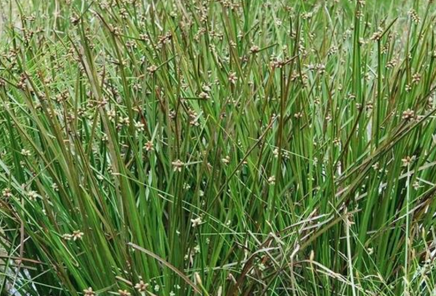 蒲草根的功效作用