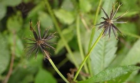 狼把草的主要價(jià)值應(yīng)用！