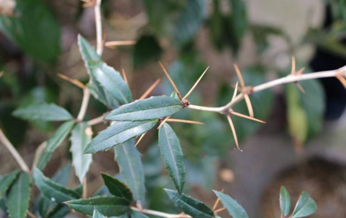 三顆針的臨床新用