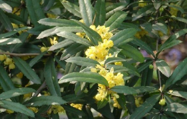 顆針的現(xiàn)代應(yīng)用