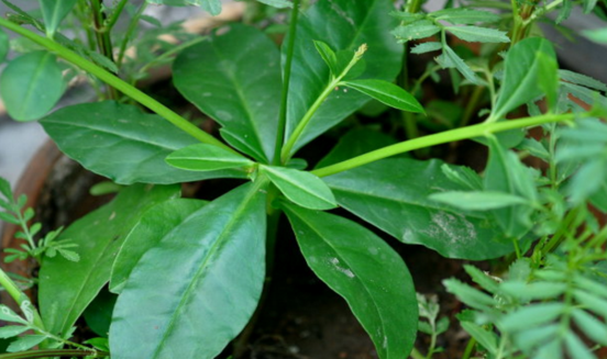 土人參葉的圖片