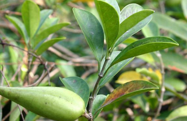 武靴藤的功效與作用