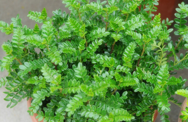 清香木的植物形態(tài)