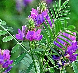 中藥方劑覆盆子散的用法