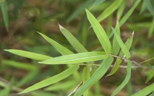 中草藥碎骨子植物形態(tài)！