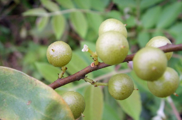 酸藤木的功效與作用