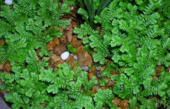 地柏葉的功效與作用